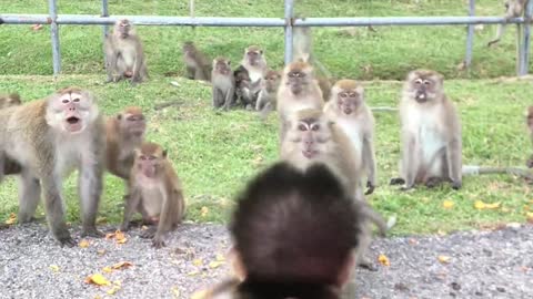 Wild Monkeys Meet Adopted Infant