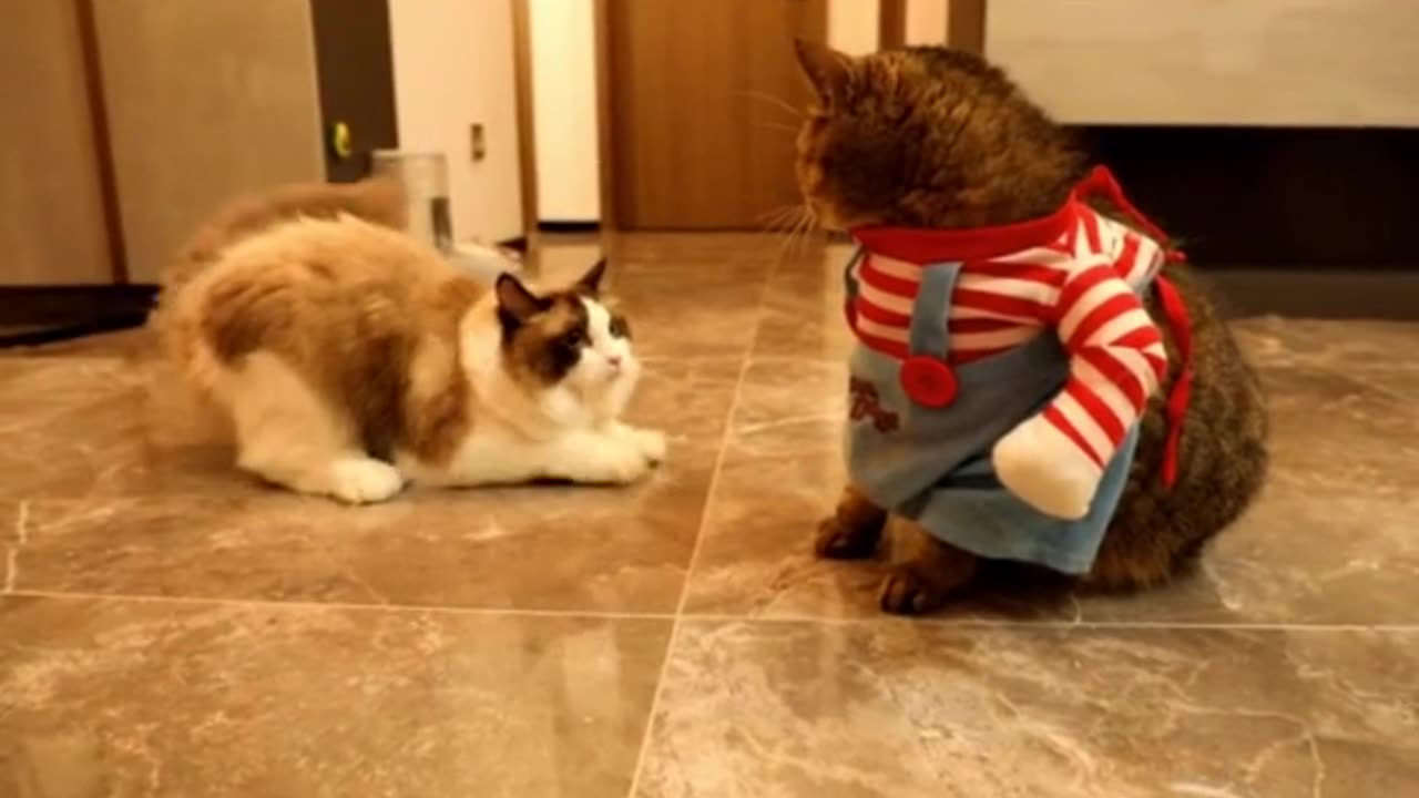 funny Cat😂😁😁
