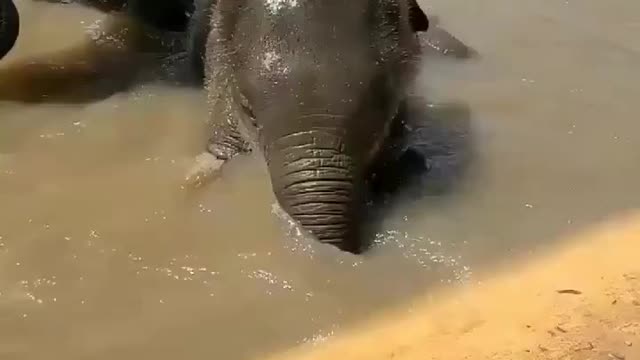 baby elephant playing with his mom