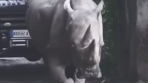 World's oldest white rhino dies