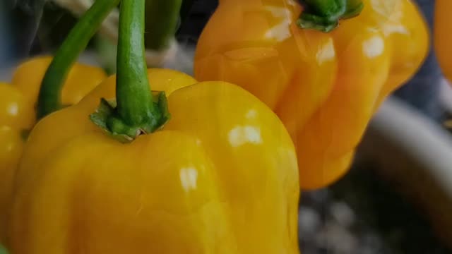 Ghost Peppers. Same Plants & Different Colors