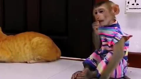 monkey and cat