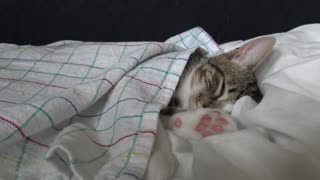 Cat Being Sleepy ASMR 1 Hour