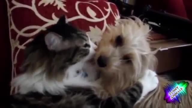 fanny video