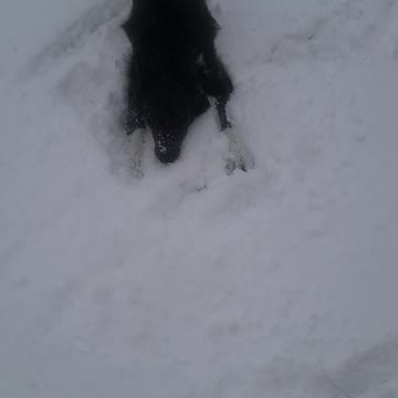 Luna playing in the snow