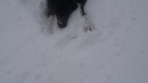 Luna playing in the snow