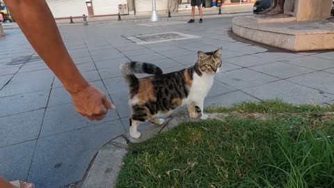 Calico cat was not very pleased when the other cat came near her