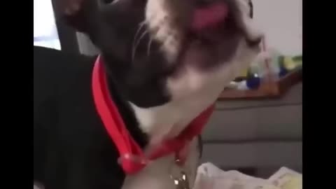 catsdoingthings cats catlovers crazycats funnycatvideos