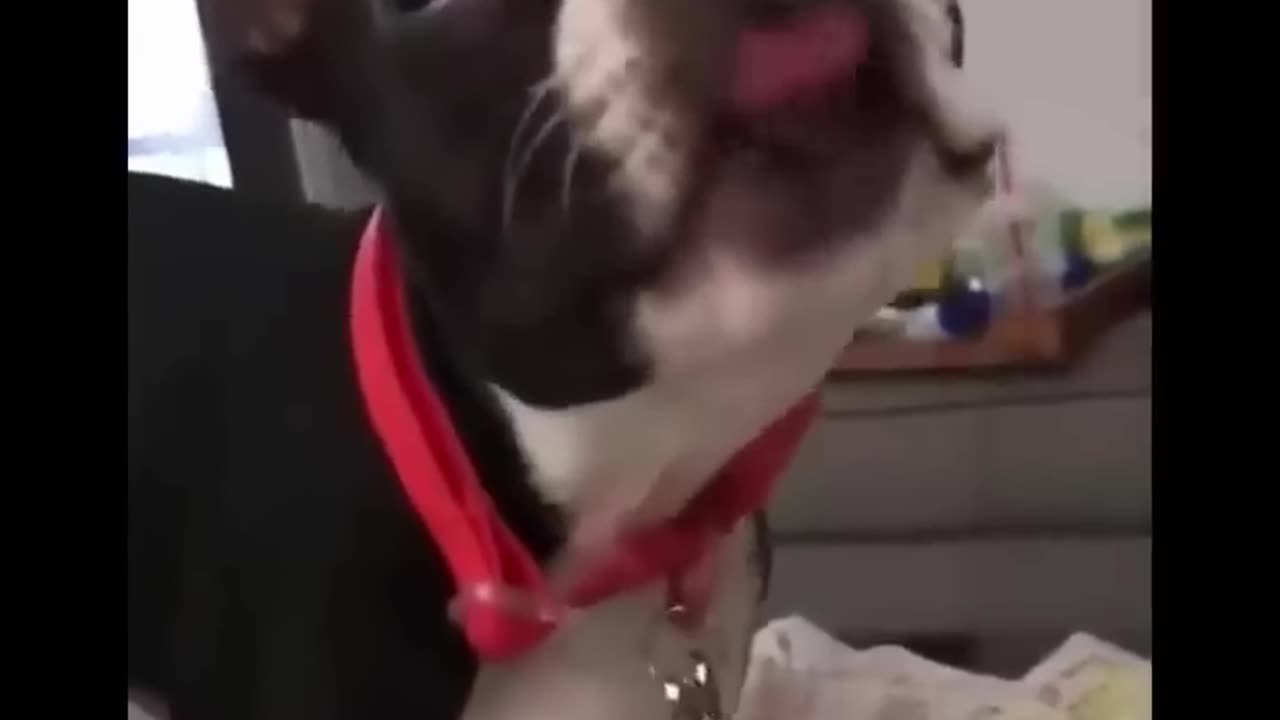 catsdoingthings cats catlovers crazycats funnycatvideos