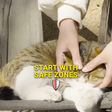 Understanding Your Cat's Petting Preferences 🐱