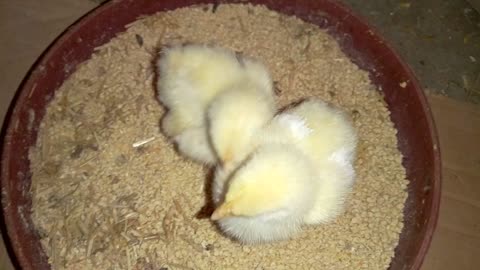 Chick in infancy