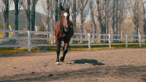 Beauty of horses