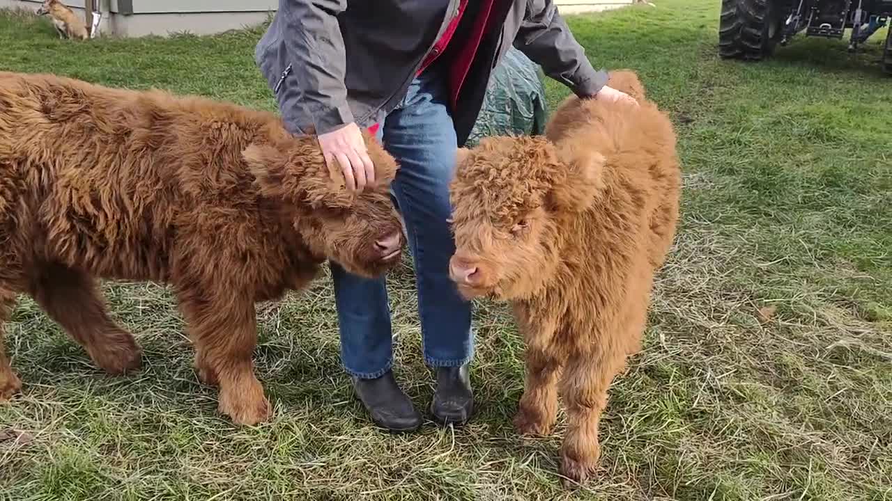 Highland Heifers