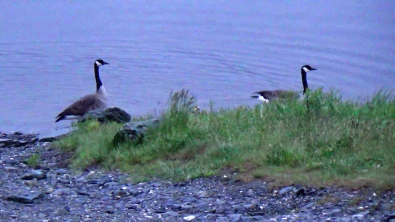 Canada Geese Family