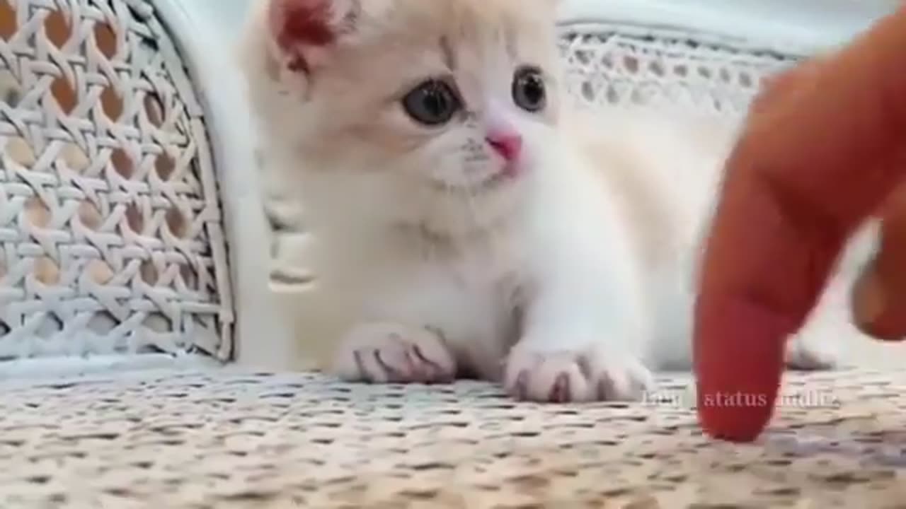 Cute cat || Mama Cat Takes Back Crying Kitten From Toddler