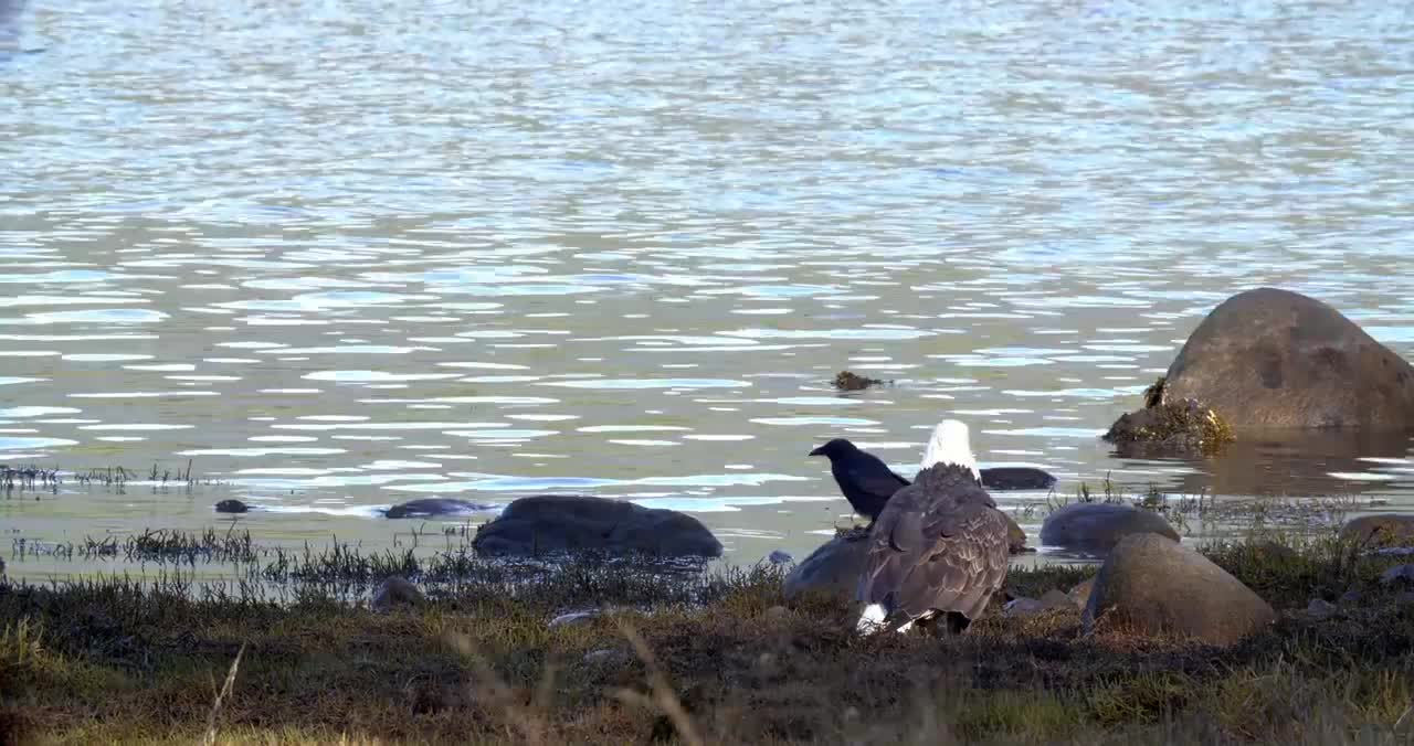 Bald Eagle: America’s Fursona