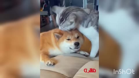 Funny cat video