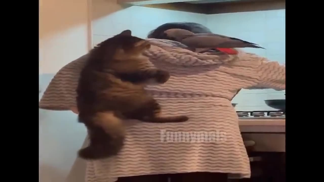 Funniest Cat and Dog Videos - Funny Animals April 2023