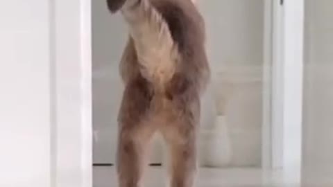 High jump cat