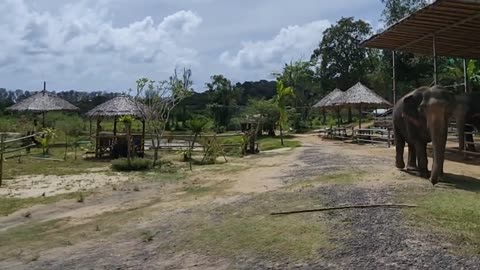 Phuket Elephant Care