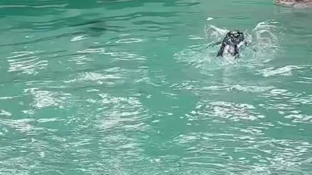 You getto swim with11HA71?