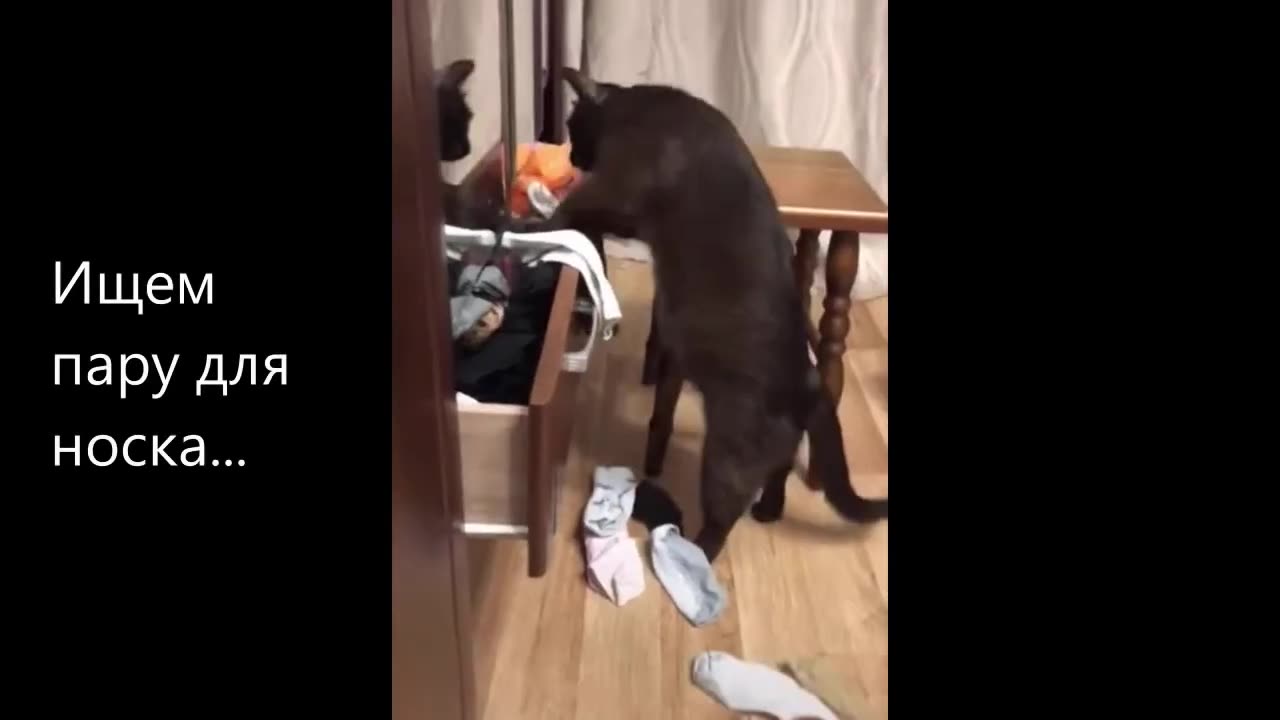 My cats are masters