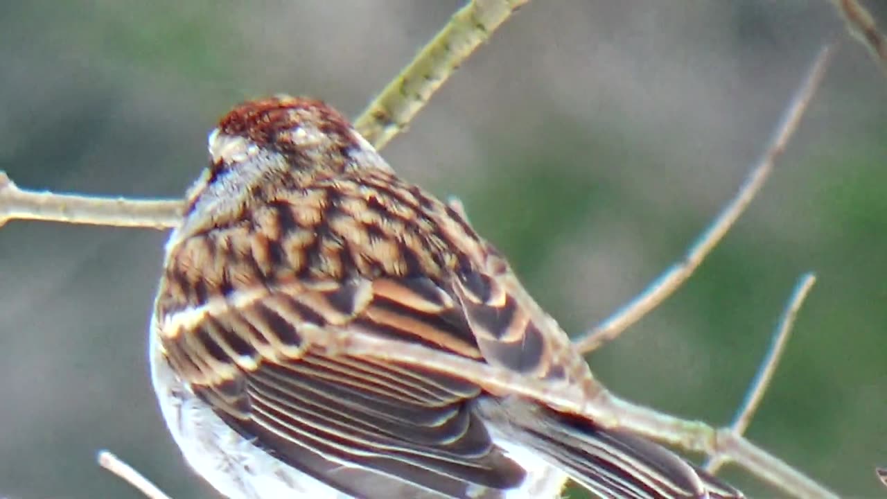 Chirping Sparrow and Finch