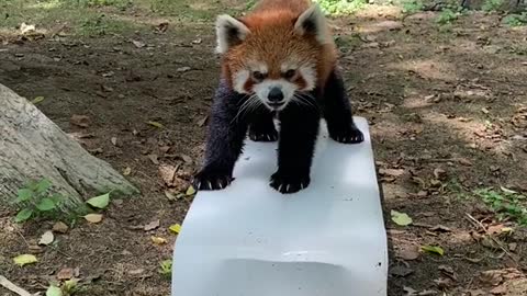 red pandas