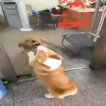 A virtual fight between two dogs #Jackson