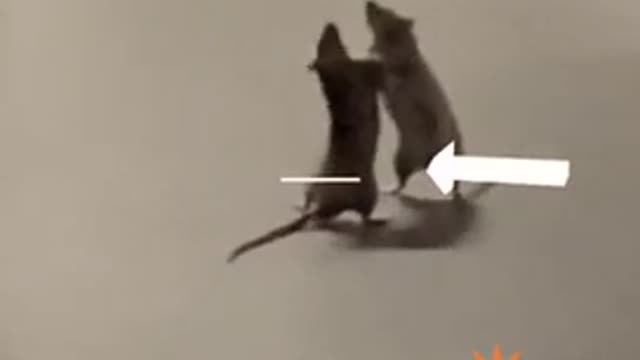 A Cat Was Spotted Watching A Rat Fight In Hilarious Viral Video #shorts tiktok