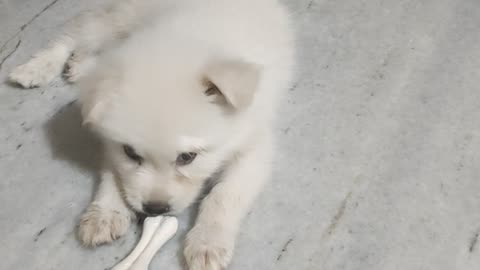 Cute dog eating 🐶🐕🐕