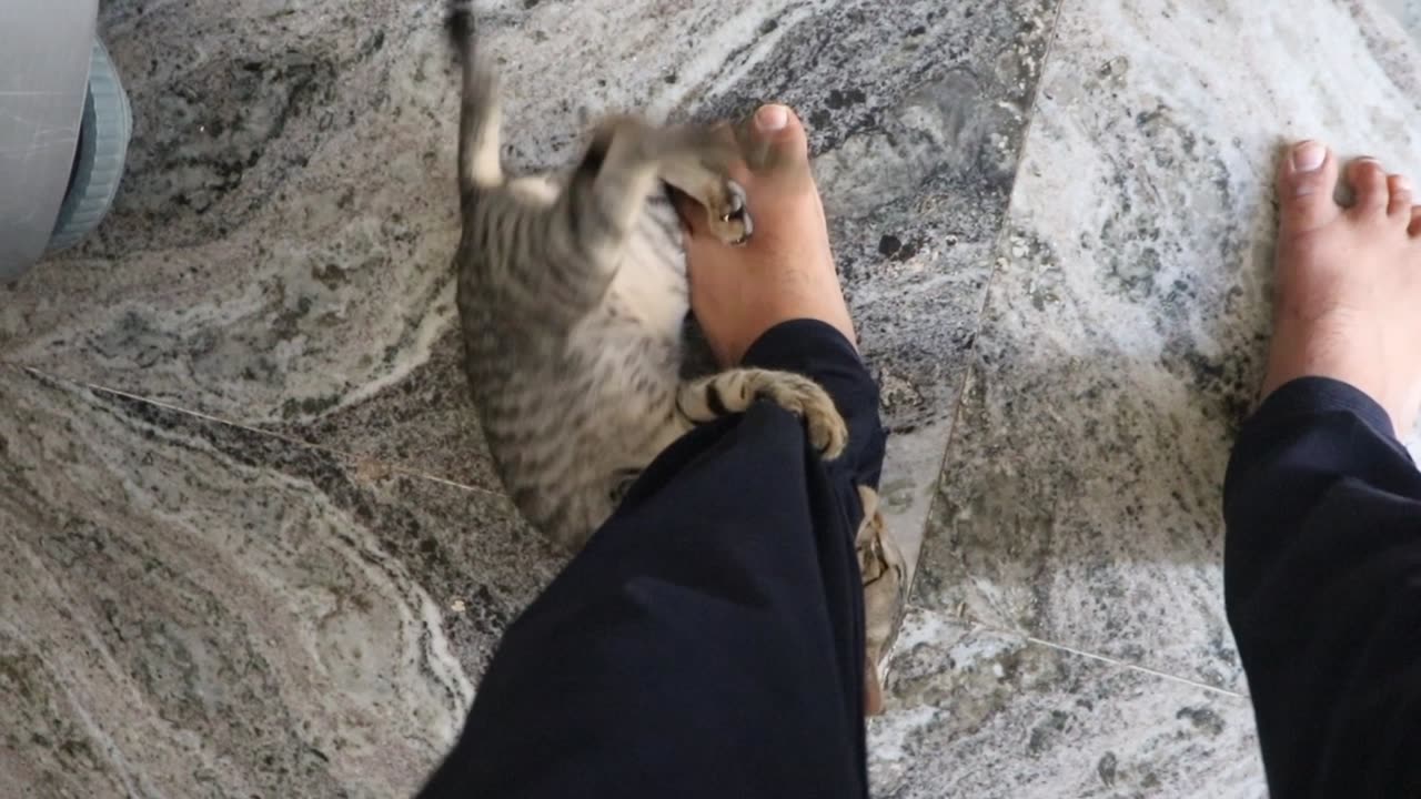 Cat fun video cat ki masti nhi dekhi hogi