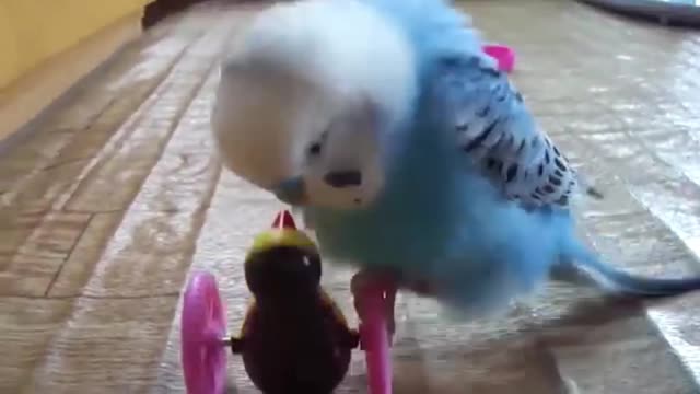 Shh! Don’t Share This Parrot Insider Secret