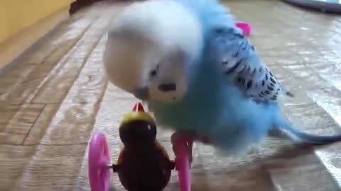 Shh! Don’t Share This Parrot Insider Secret