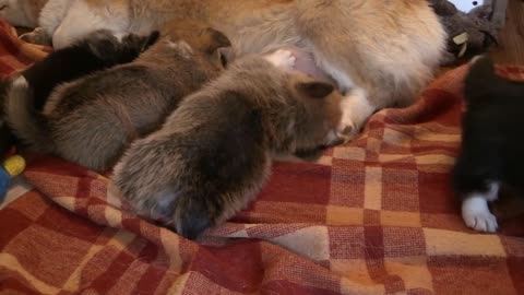 Mother dog nursing puppies | mom dog won't nurse puppies.