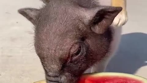 Piglets eat watermelon.