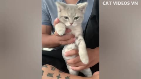 funny animals video_____funny cat/puppy video