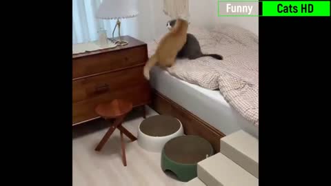 Funniest Cats 😹- Best Of The 2022 Funny Cat Videos 😂- Funny Cats HD