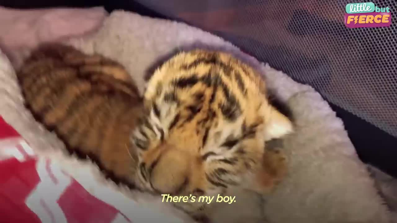 Tiniest Tiger Cub Is A Wild Man Now _ The Dodo Little But Fiercelovely