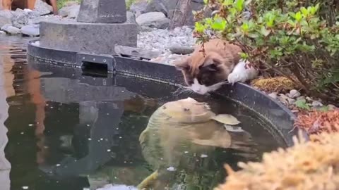 Best Friends Cat Love Fishes