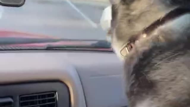 Funny Husky Goes Through A CAR WASH!!! #shorts