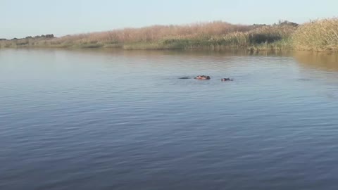 Lazy hippos