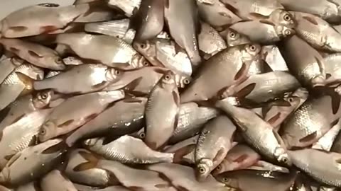 Fishing 🎣