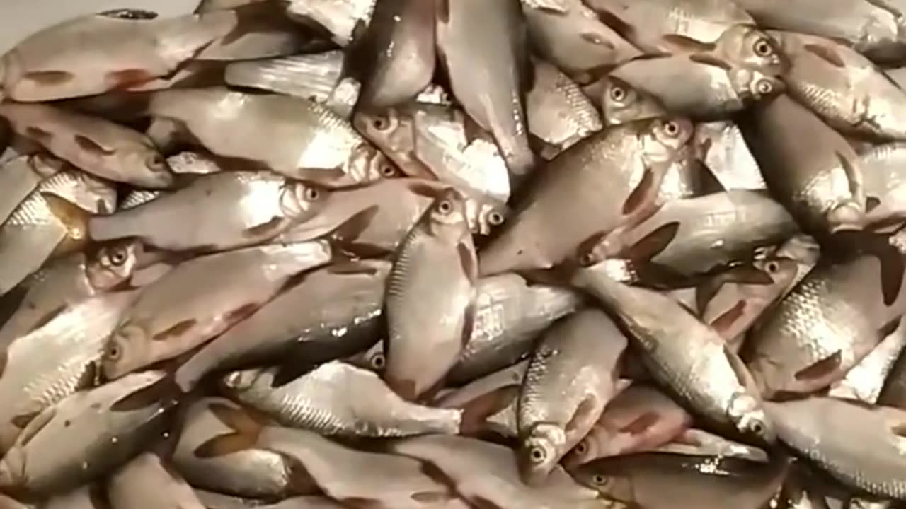 Fishing 🎣