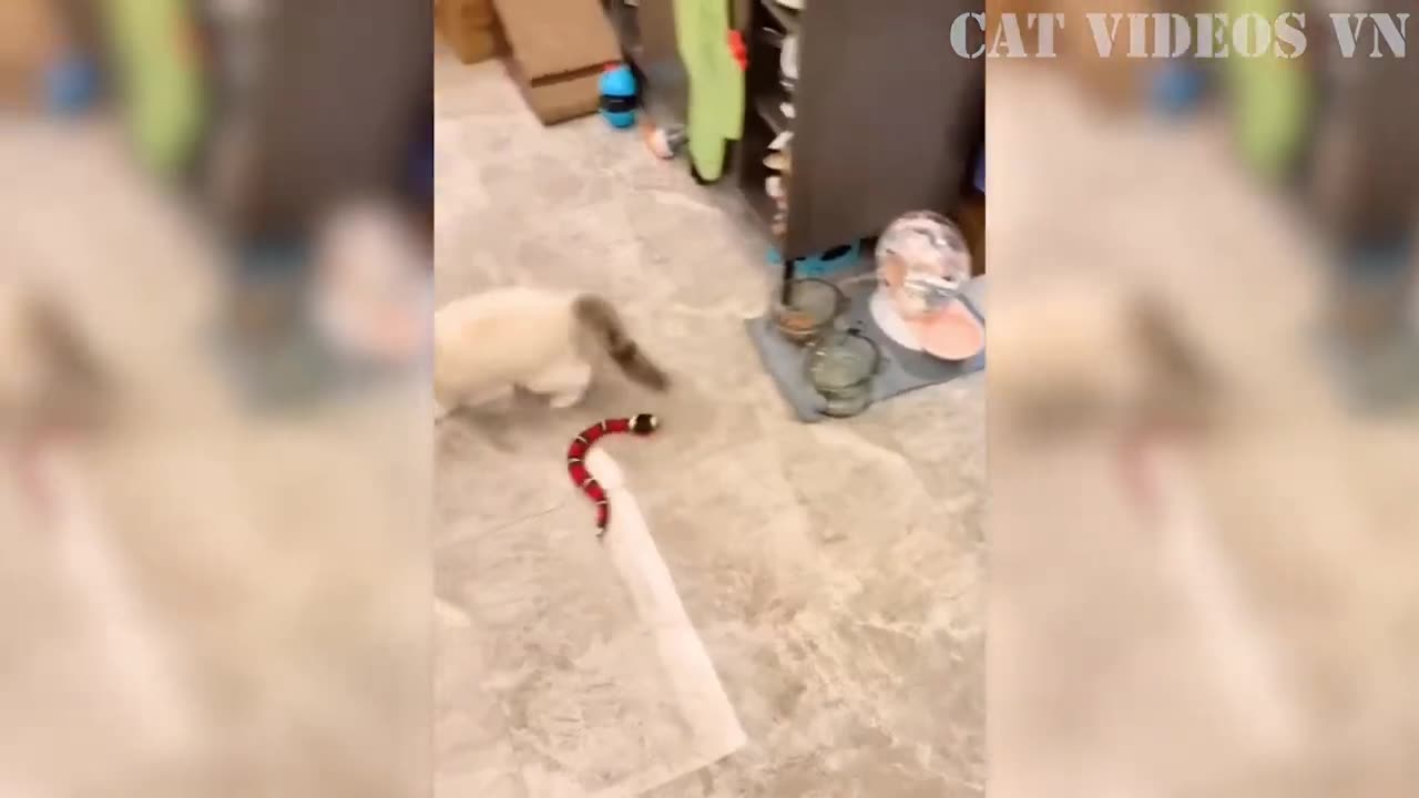 Funny cat