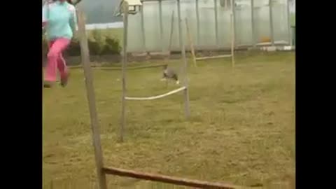 Agility course - CAT