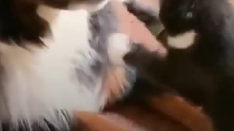 The Struggles Of Having A Little Sister #shorts #shortvideo #video #virals #videoviral