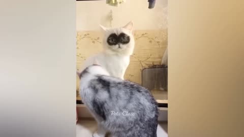 Funny animal video