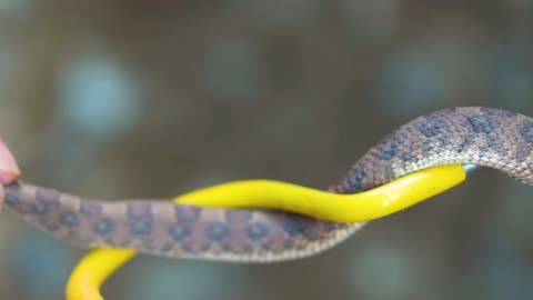 Top 6 Snakes of Southern Africa!