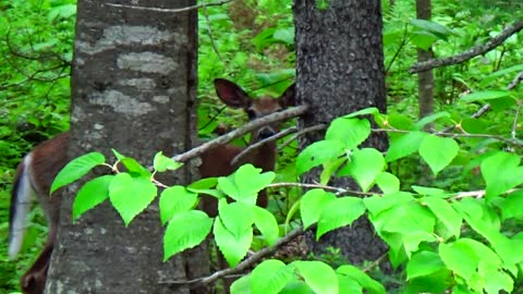 White-tailed deer